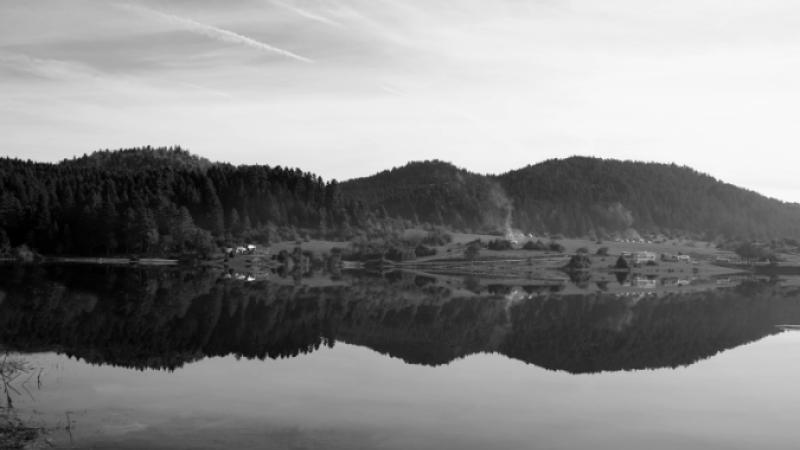 Swimming with dolphins
